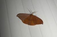Watsonalla uncinula