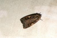 Xestia c-nigrum