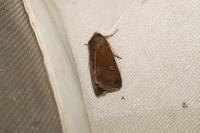 Xestia xanthographa