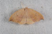 Watsonalla binaria