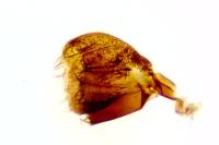 Idaea obsoletaria