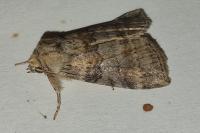 Cymatophorina diluta