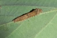 Bena bicolorana