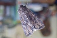 Mniotype solieri