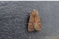 Xestia xanthographa
