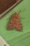 Xestia xanthographa
