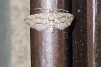 Eupithecia phoeniceata