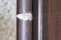 Eupithecia phoeniceata