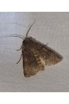 Agrotis