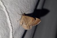 Larentia clavaria