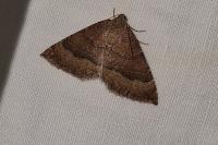 Larentia clavaria