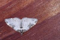 Xanthorhoe fluctuata