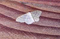 Idaea aversata