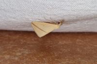 Rhodometra sacraria