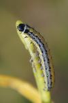 Evergestis extimalis
