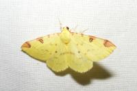 Opisthograptis luteolata