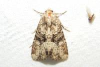 Mesapamea secalella/secalis