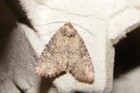 Mesapamea secalella/secalis