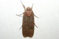Noctua pronuba