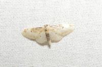 Idaea filicata