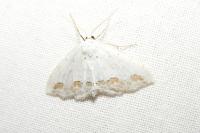 Scopula ornata