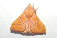 Odonestis pruni