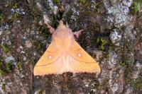 Odonestis pruni
