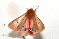 Phragmatobia fuliginosa