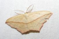 Timandra comae