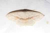 Scopula imitaria
