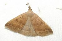 Polypogon plumigeralis