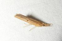 Pediasia contaminella