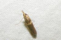 Etiella zinckenella