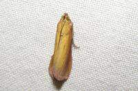 Oncocera semirubella