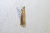 Oncocera semirubella