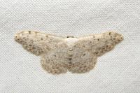 Scopula marginepunctata