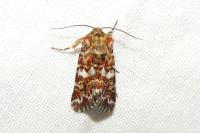 Anarta myrtilli