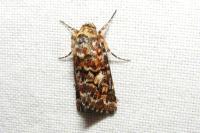 Anarta myrtilli