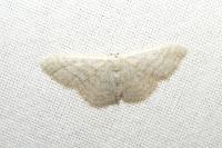 Idaea subsericeata