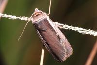 Ochropleura leucogaster