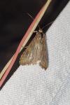 Nomophila