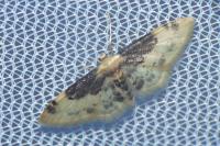 Idaea filicata