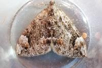 Dysstroma truncata