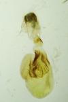 Dysstroma truncata