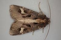 Trigonophora flammea