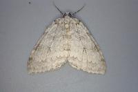 Epirrita christyi