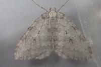 Epirrita christyi