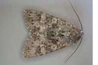Polymixis xanthomista