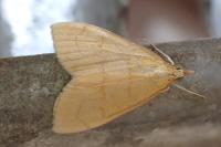 Anania crocealis