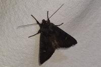 Aporophyla nigra